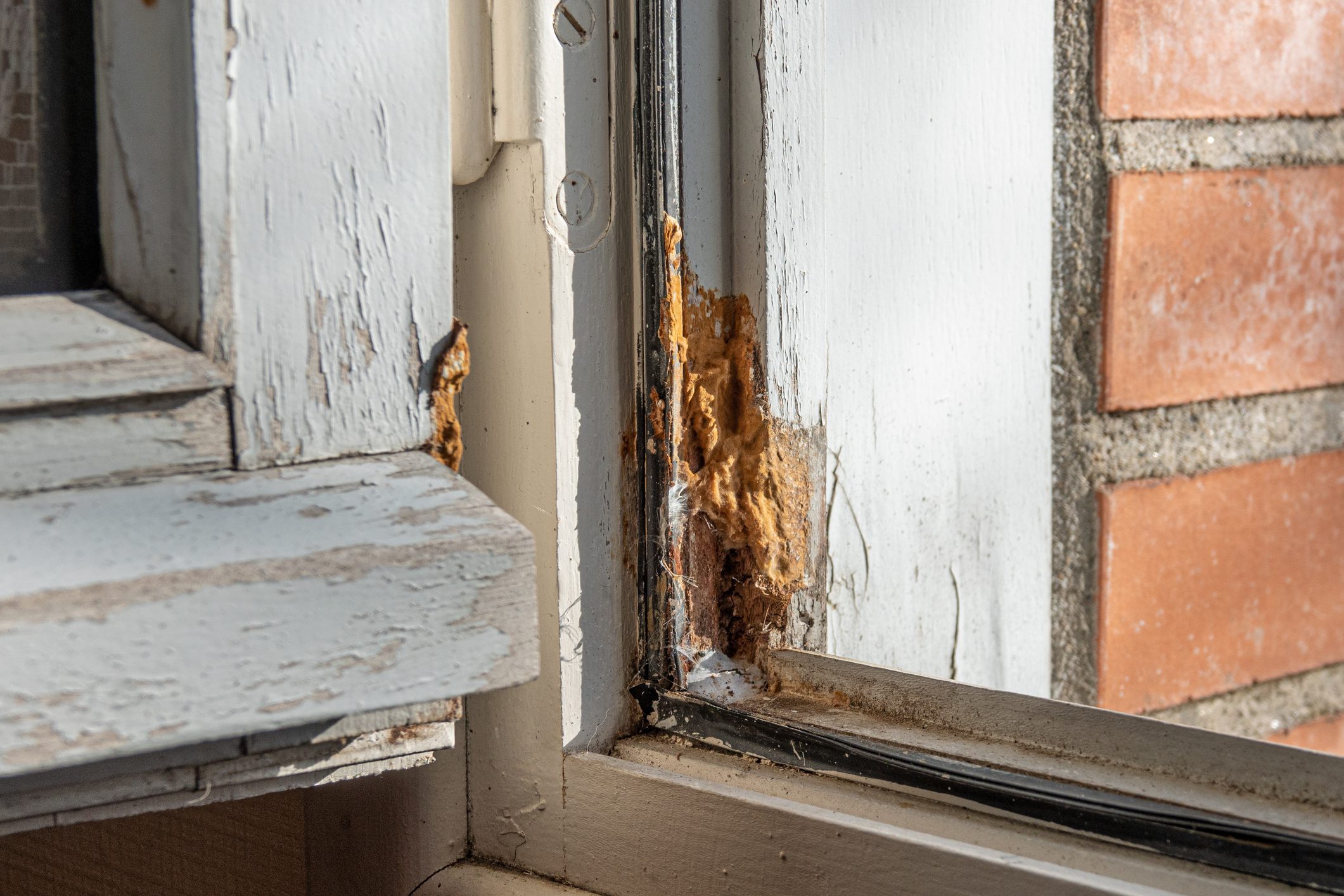 Dry rot remediation